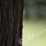 Orestegor 200mm f/4-22 zebra-87