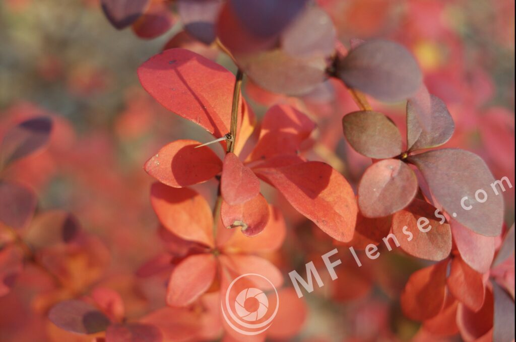 Meyer-Optik Orestegon 29mm f/2.8 M42-869