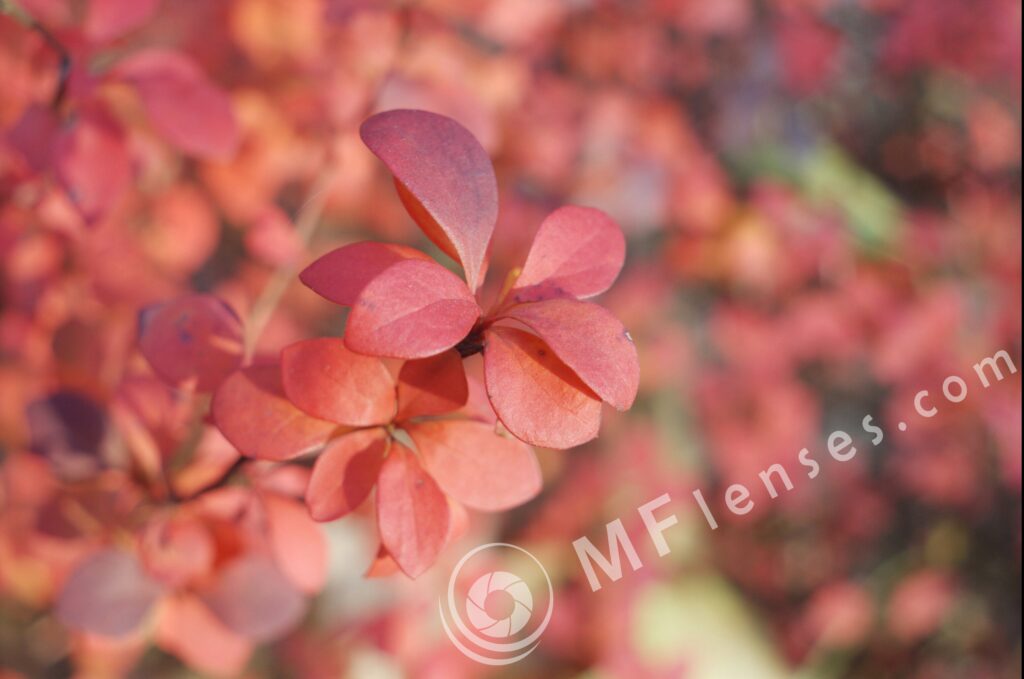 Meyer-Optik Orestegon 29mm f/2.8 M42-871