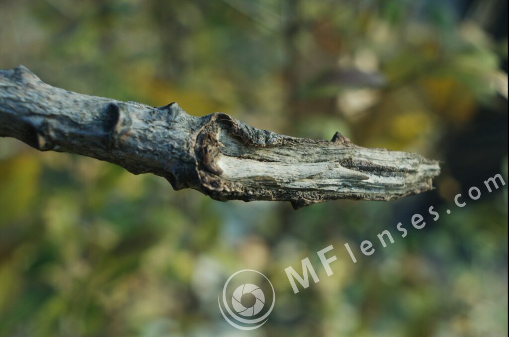 Meyer-Optik Orestegon 29mm f/2.8 M42-873