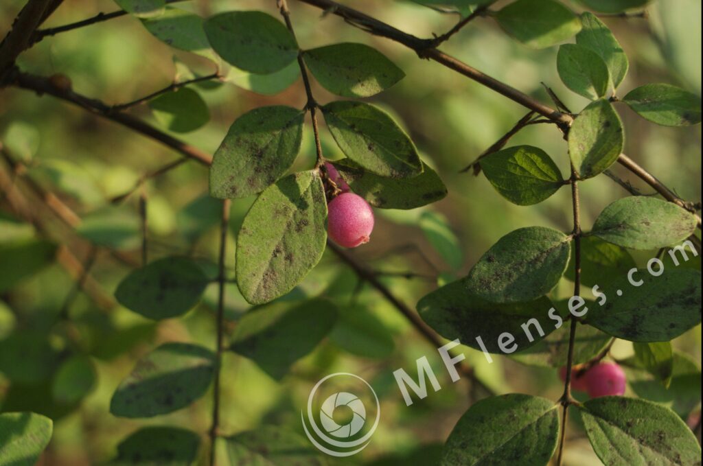 Meyer-Optik Orestegon 29mm f/2.8 M42-874