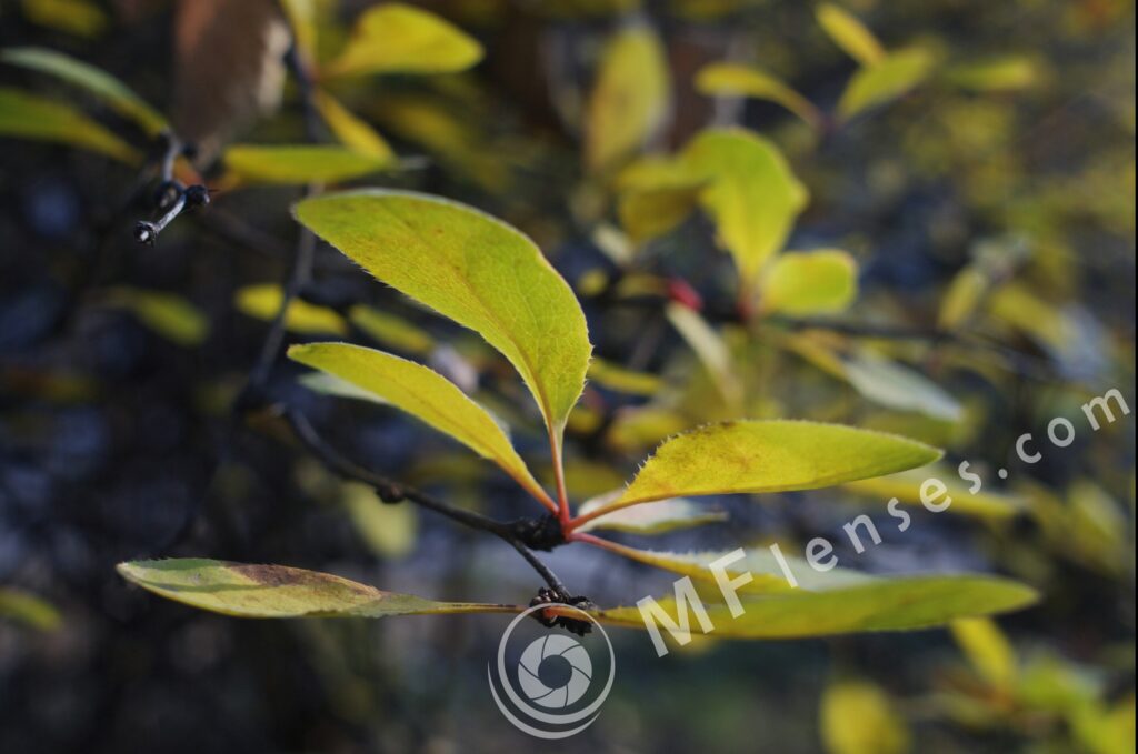 Meyer-Optik Orestegon 29mm f/2.8 M42-877