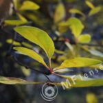 Meyer-Optik Orestegon 29mm f/2.8 M42-877