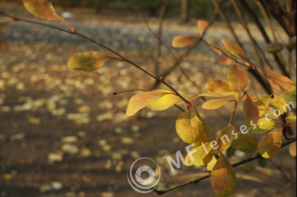 Meyer-Optik Orestegon 29mm f/2.8 M42-878