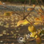 Meyer-Optik Orestegon 29mm f/2.8 M42-878