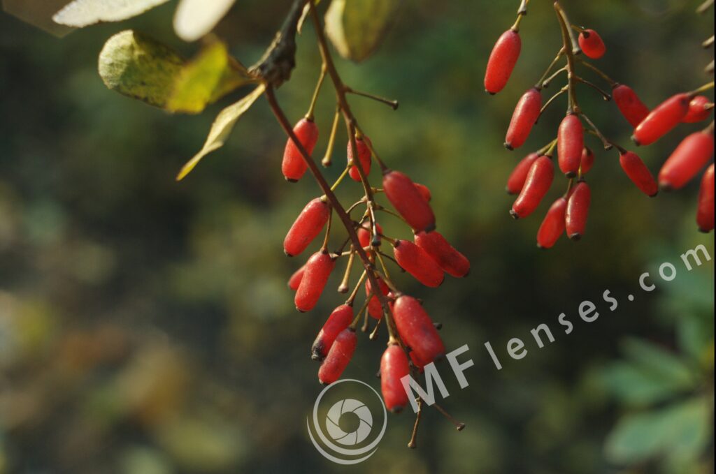 Meyer-Optik Orestegon 29mm f/2.8 M42-879