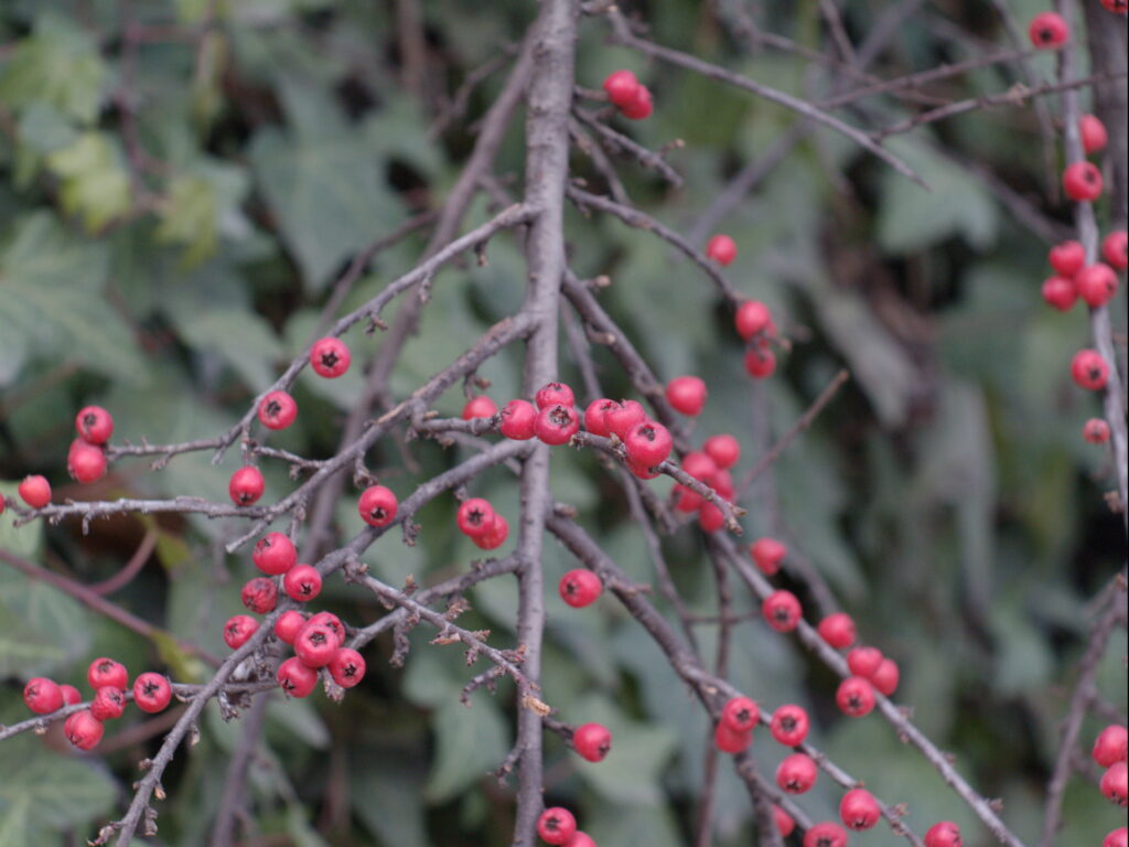 Primoplan 58mm f1.9-4182