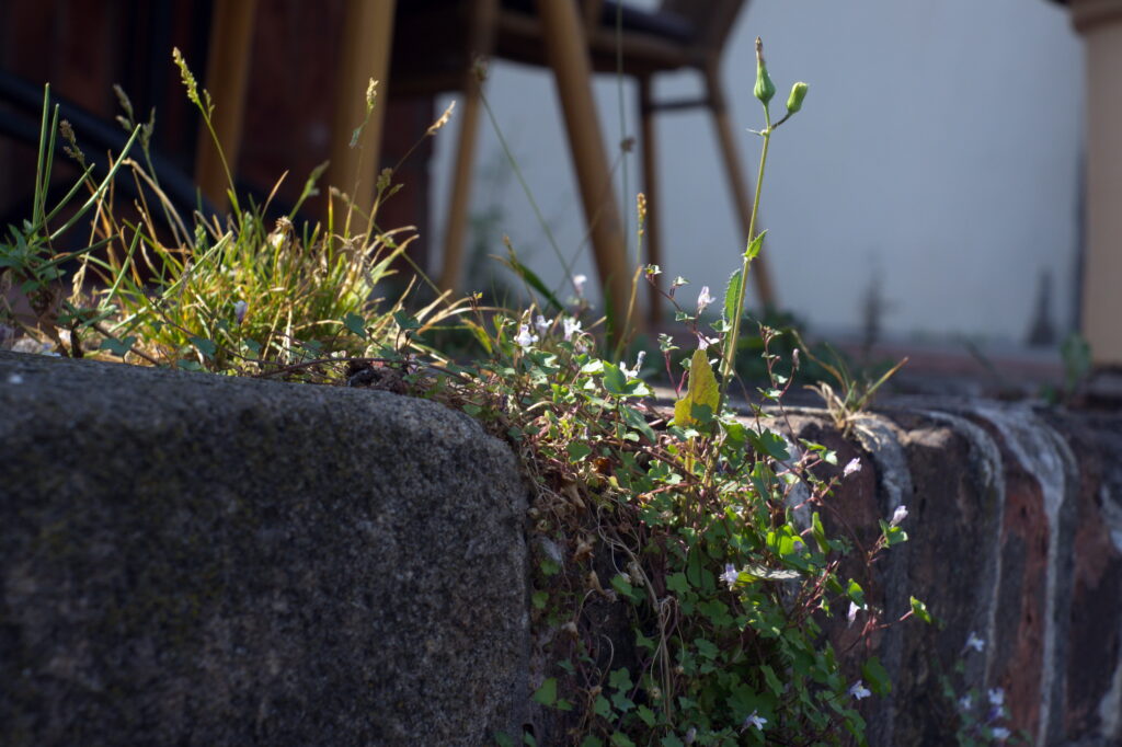 Primoplan 58mm f1.9-10132