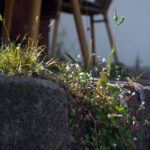 Primoplan 58mm f1.9-10132