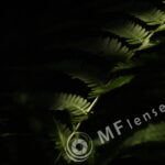 Meyer-Optik Telemegor 180mm f/5.5-22 alu-222