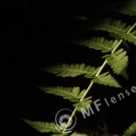 Meyer-Optik Telemegor 180mm f/5.5-22 alu-223