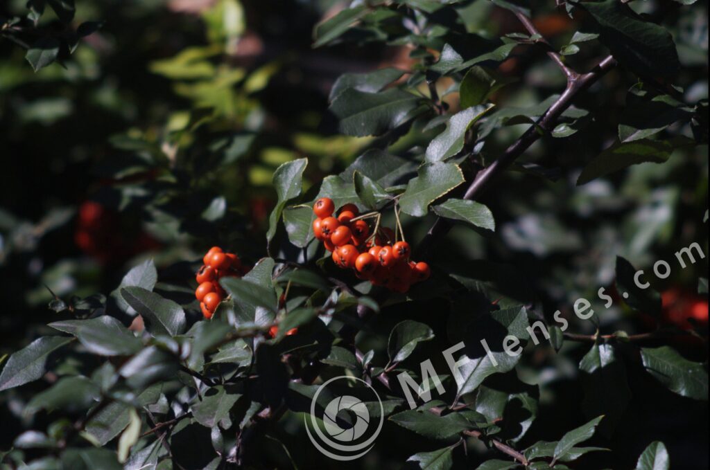 Meyer-Optik Telemegor 180mm f/5.5-22 alu-27