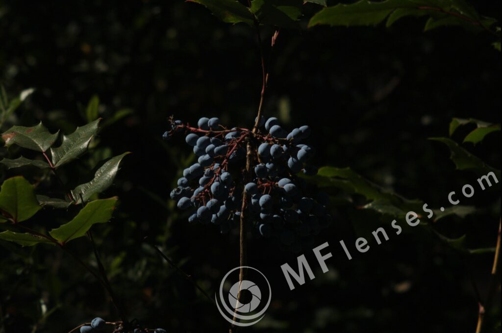 Meyer-Optik Telemegor 180mm f/5.5-22 alu-28