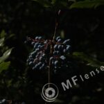 Meyer-Optik Telemegor 180mm f/5.5-22 alu-28