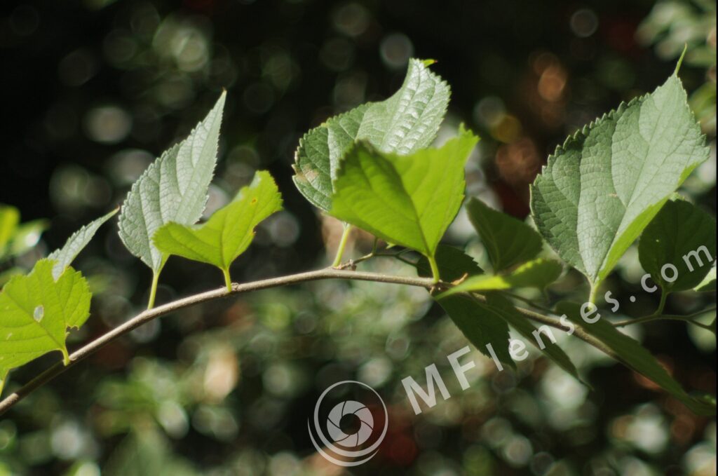 Meyer-Optik Telemegor 180mm f/5.5-22 alu-29