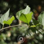 Meyer-Optik Telemegor 180mm f/5.5-22 alu-29