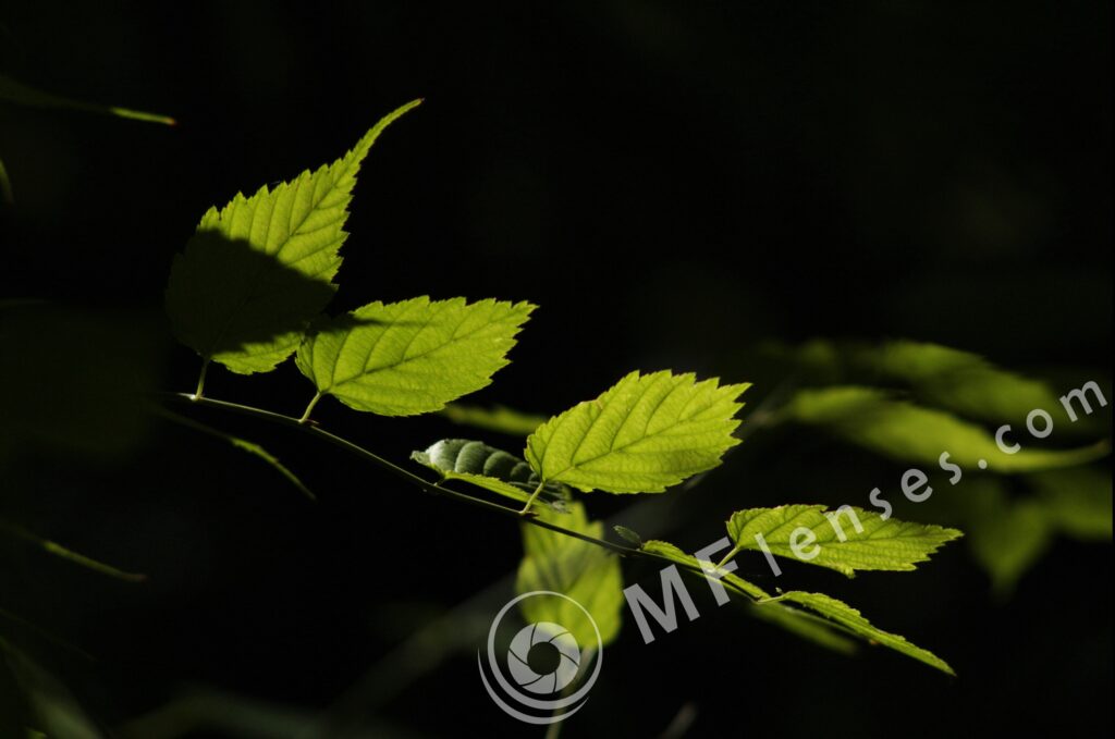 Meyer-Optik Telemegor 180mm f/5.5-22 alu-30