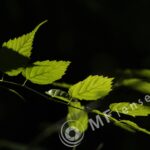 Meyer-Optik Telemegor 180mm f/5.5-22 alu-30