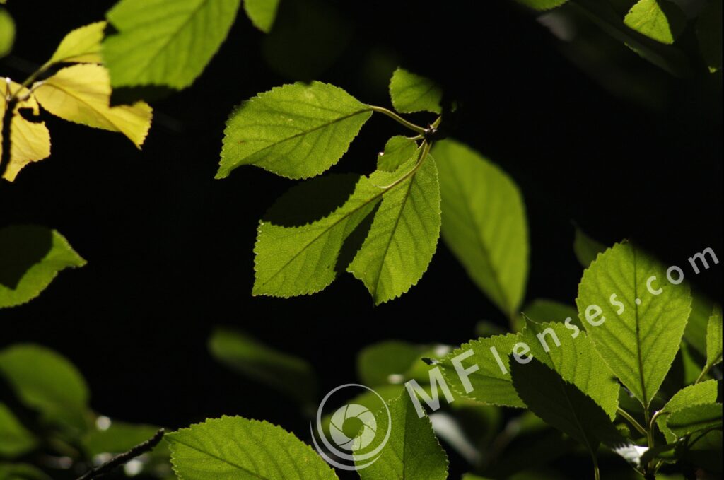 Meyer-Optik Telemegor 180mm f/5.5-22 alu-31