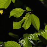 Meyer-Optik Telemegor 180mm f/5.5-22 alu-31