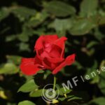 Meyer-Optik Telemegor 180mm f/5.5-22 alu-34