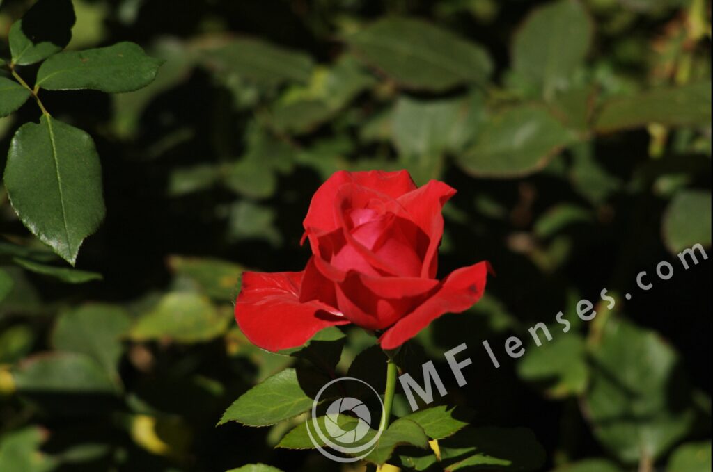 Meyer-Optik Telemegor 180mm f/5.5-22 alu-35
