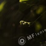 Meyer-Optik Telemegor 180mm f/5.5-22 alu-37