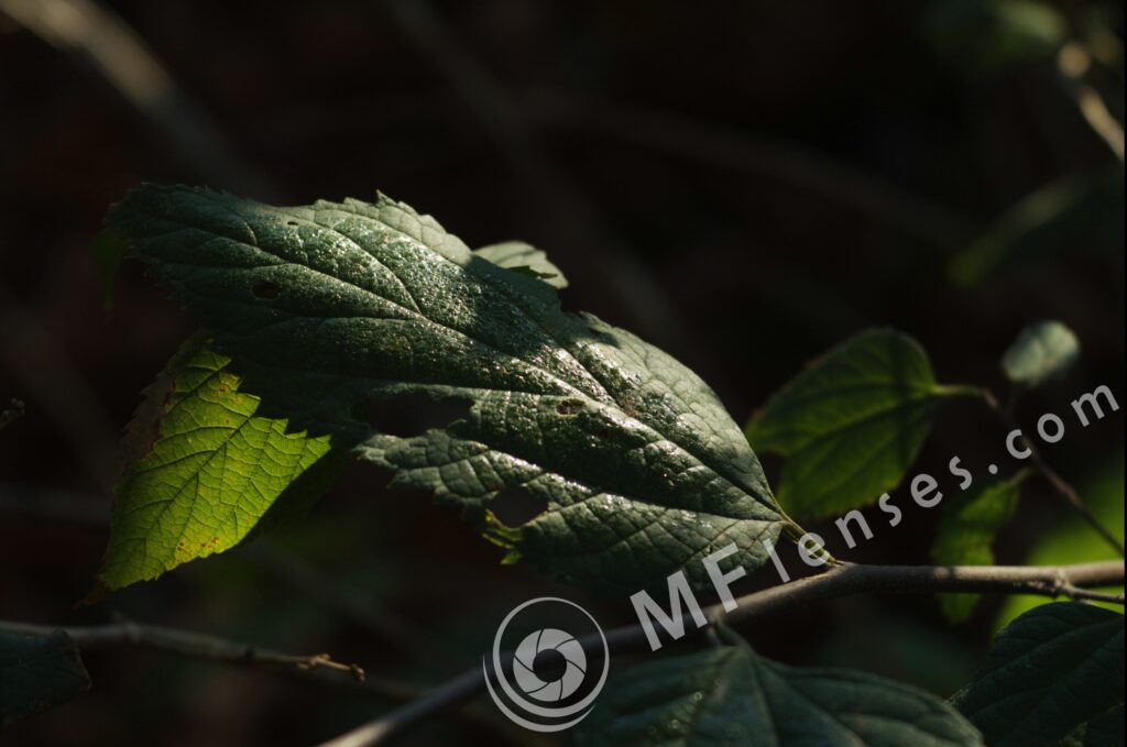 Meyer-Optik Görlitz Trioplan 100mm f/2.8 alu-347