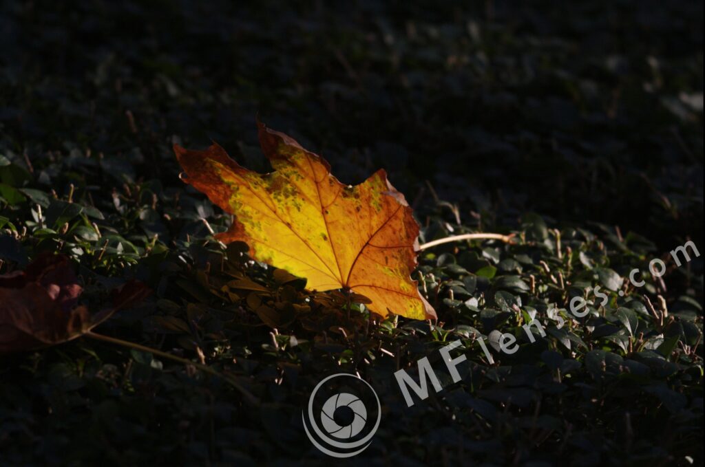 Meyer-Optik Görlitz Trioplan 100mm f/2.8 alu-353