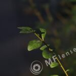 Meyer-Optik Görlitz Trioplan 100mm f/2.8 alu-354