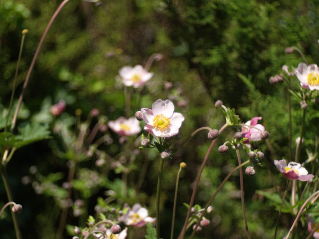 Meyer-Optik Trioplan 50mm f2.9 Altix-4775