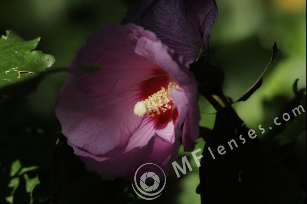 Pentacon 135mm electric f/2.8-32-70