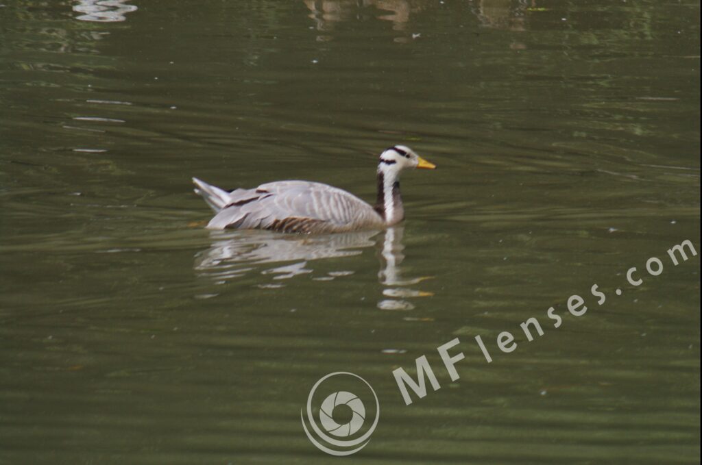 Pentacon/Praktica 500mm f/5.6-22 MC-56