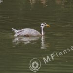 Pentacon/Praktica 500mm f/5.6-22 MC-56
