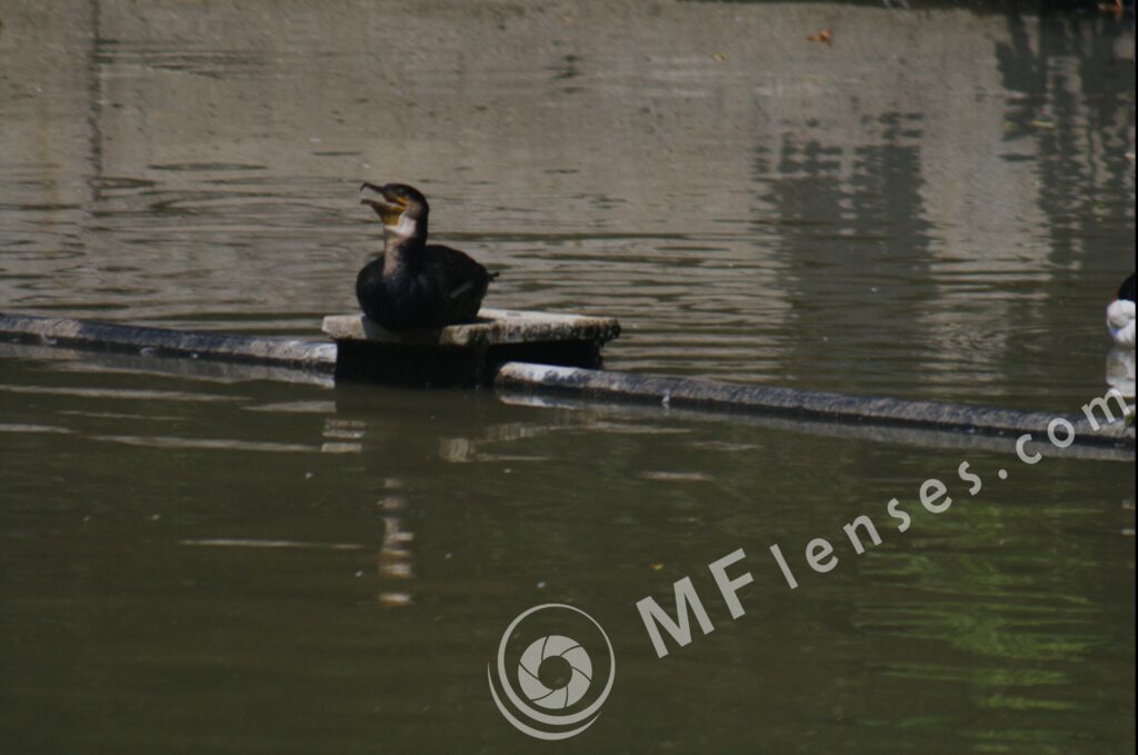 Pentacon/Praktica 500mm f/5.6-22 MC-57