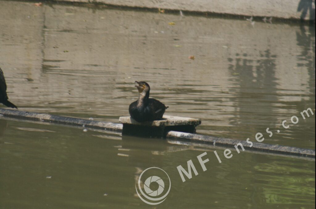 Pentacon/Praktica 500mm f/5.6-22 MC-59