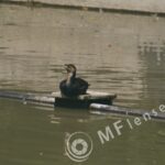 Pentacon/Praktica 500mm f/5.6-22 MC-59