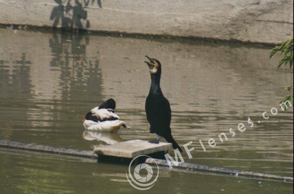 Pentacon/Praktica 500mm f/5.6-22 MC-60