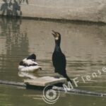 Pentacon/Praktica 500mm f/5.6-22 MC-60