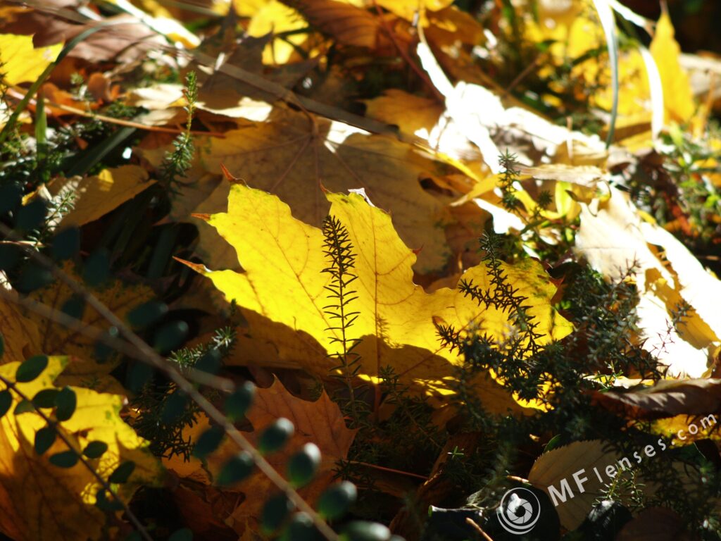 Pentacon 135mm f2.8 latest pre-set-3554