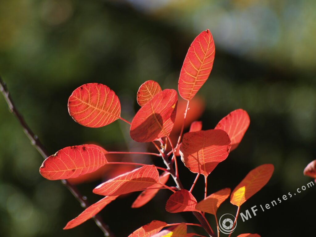 Pentacon 135mm f2.8 latest pre-set-3555