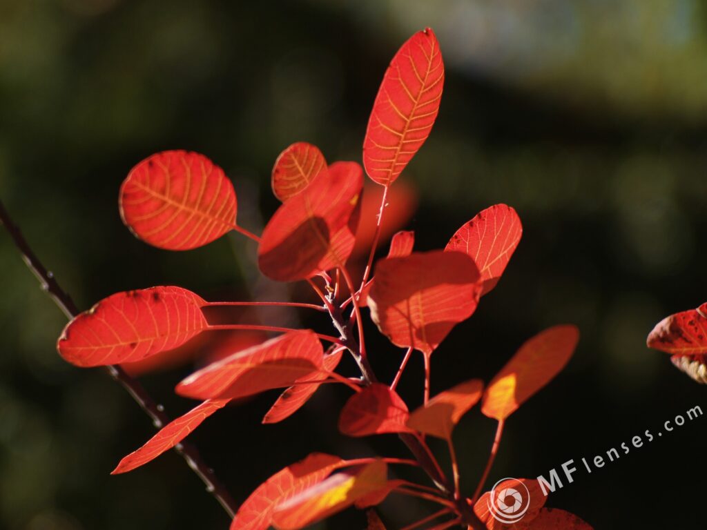 Pentacon 135mm f2.8 latest pre-set-3556