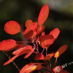 Pentacon 135mm f2.8 latest pre-set-3556