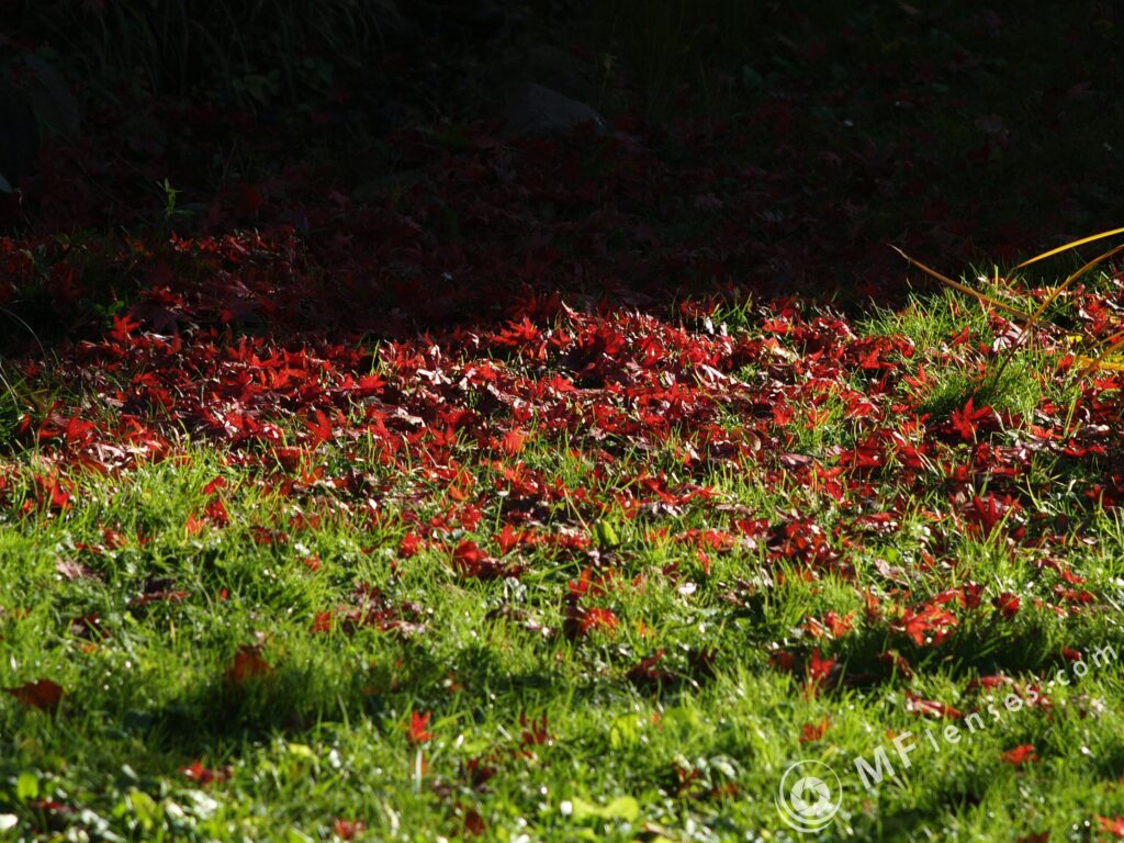 Pentacon 135mm f2.8 latest pre-set-3560
