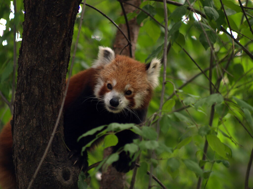 Pentacon 135mm f2.8 Non Electric MC-6308