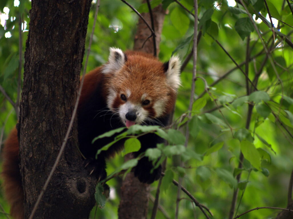 Pentacon 135mm f2.8 Non Electric MC-6309