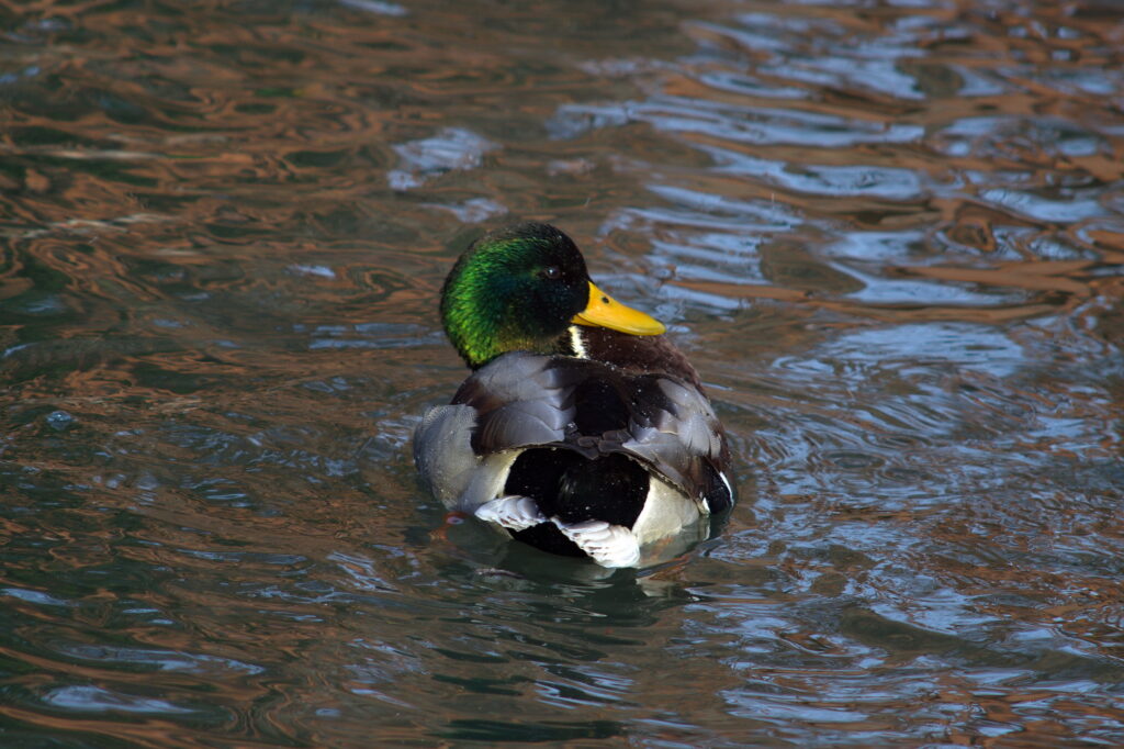 Pentacon 200mm f4 electric M42 Sony NEX-3-10244