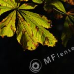 Pentacon 200mm f/4 pre-set M42 mount-331