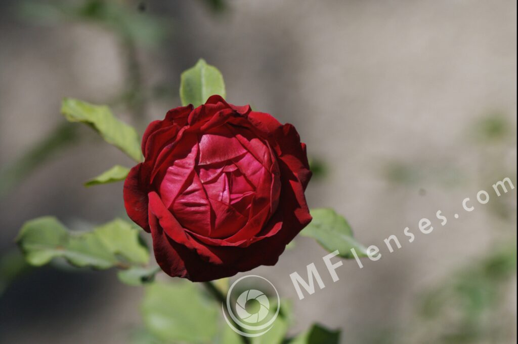Pentacon 200mm f/4 pre-set M42 mount-286