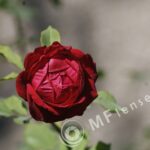 Pentacon 200mm f/4 pre-set M42 mount-286